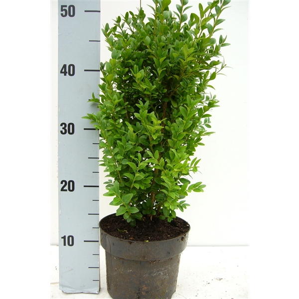 Buxus Sempervirens Bo30 40C2 FloraXchange