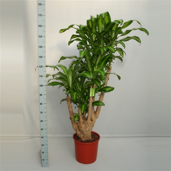 Dracaena Massangeana Vertakt Dr Mass V Floraxchange