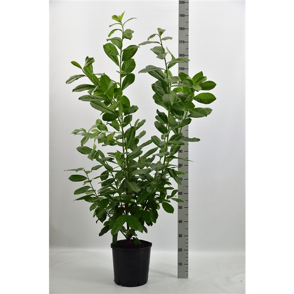 Prunus Laurocerasus Novita Bu09650 FloraXchange