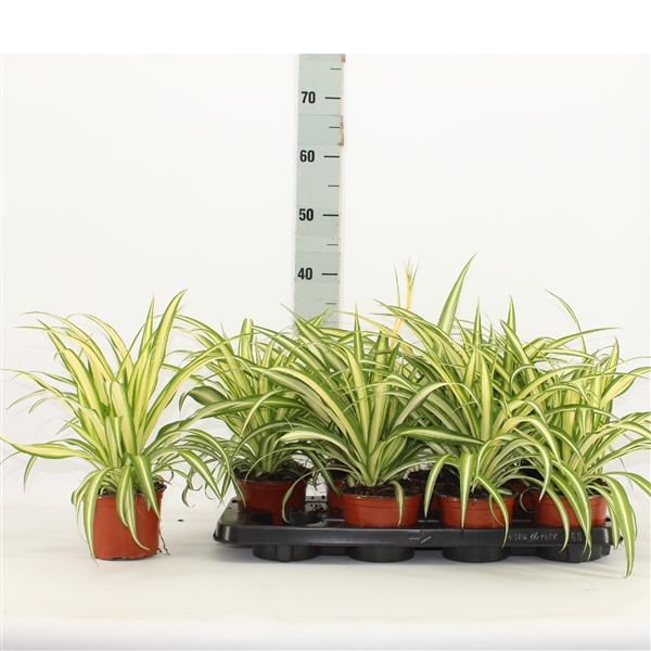 Chlorophytum Comosum Variegatum 15 FloraXchange