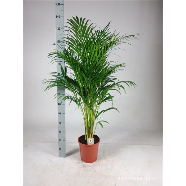 Dypsis Lutescens Cm Dyp Lu Floraxchange