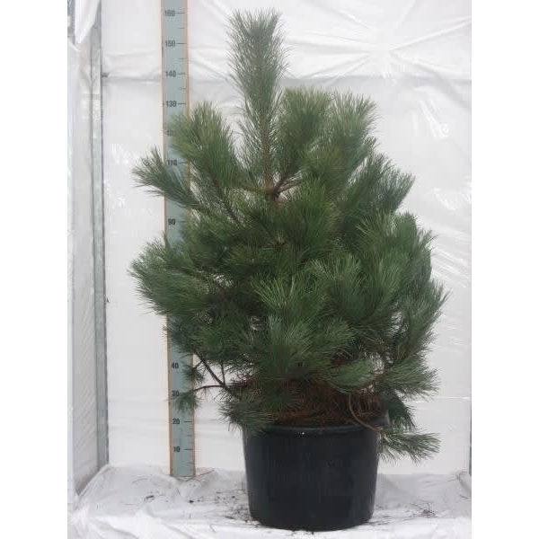 Pinus Nigra Nigra PINNNI125 150 FloraXchange