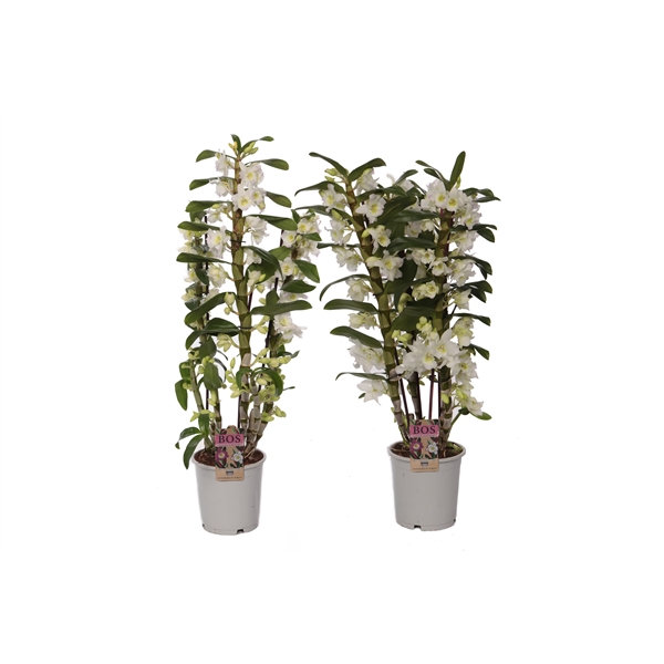 Dendrobium Nobile Classic Apollon 3 Tak P15 122cl3t P15 FloraXchange