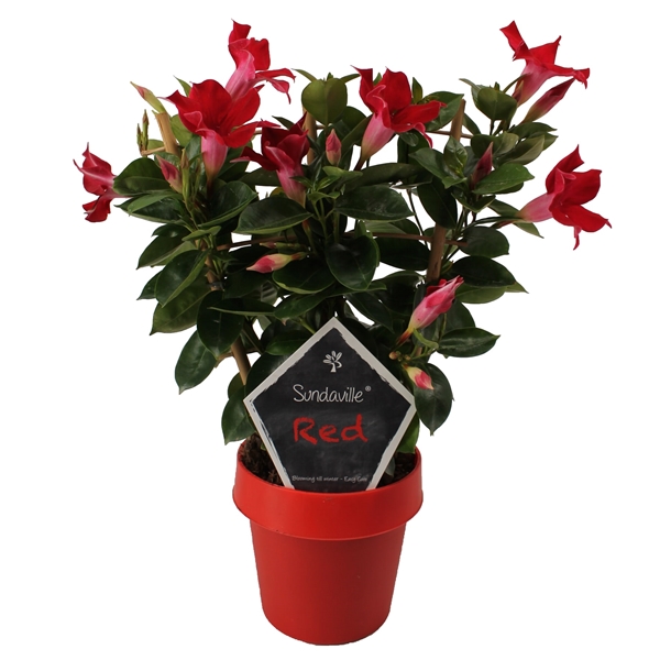 Mandevilla Sundaville Classic Red Op Rek Dipladenia S R