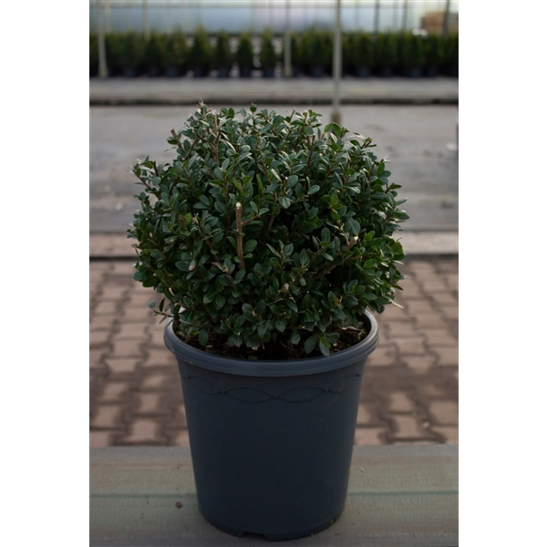 Ilex Crenata Caroline Upright Bol Bu04155 FloraXchange