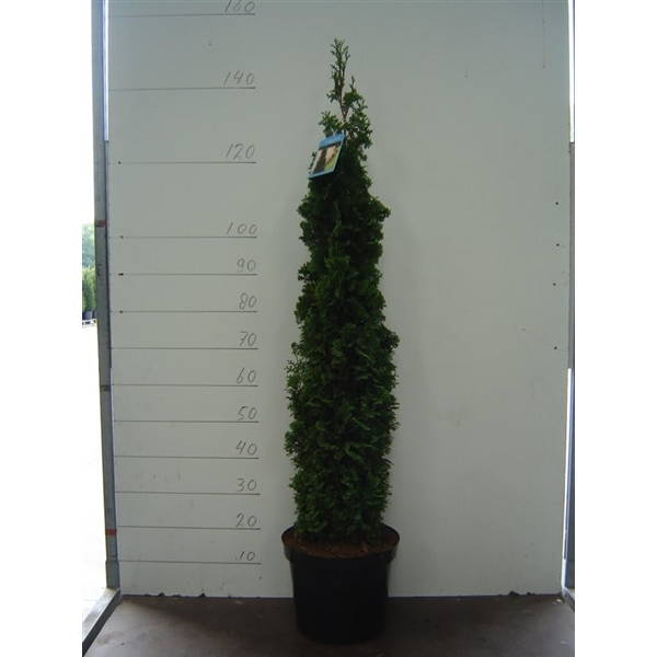 Thuja Occ Spiralis 10338179 FloraXchange