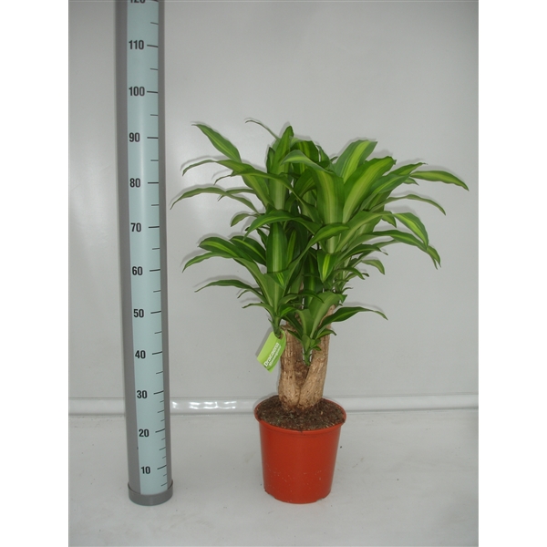 Dracaena Massangeana Vertakt Dr Mass V Floraxchange