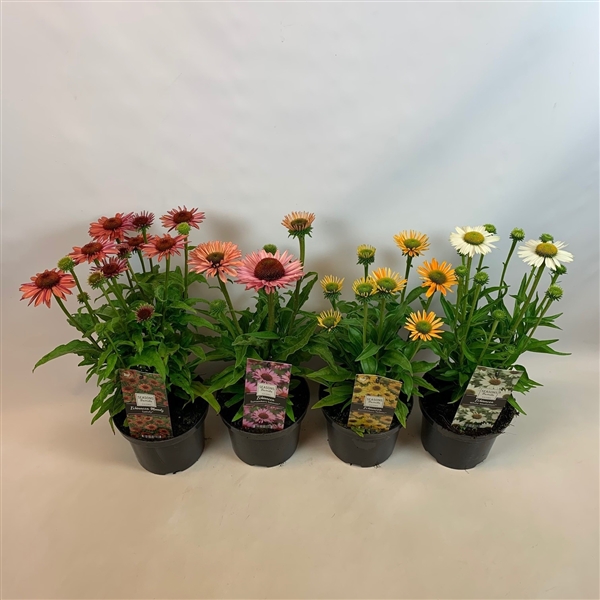 Echinacea Moodz Serie In 17cm Pot M Ooodz Mix FloraXchange