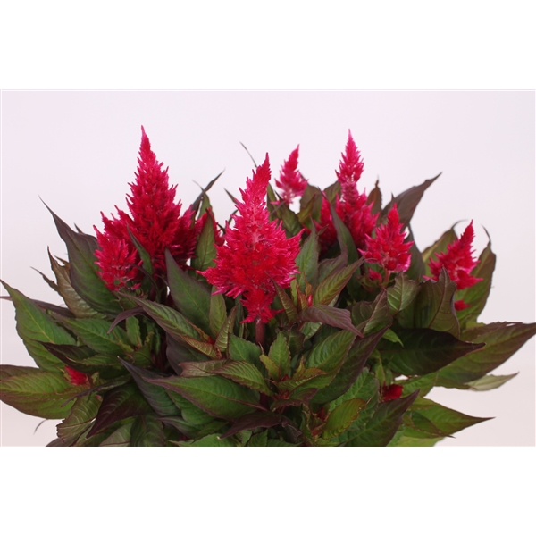 Celosia Kelos Fire Scarlet P17 CelosiaScar17 FloraXchange