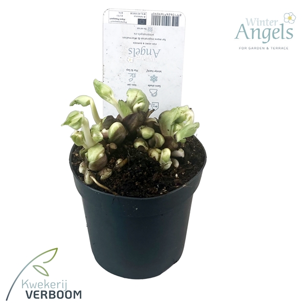 Helleborus Verboom Beauty Bloem Vb L Floraxchange