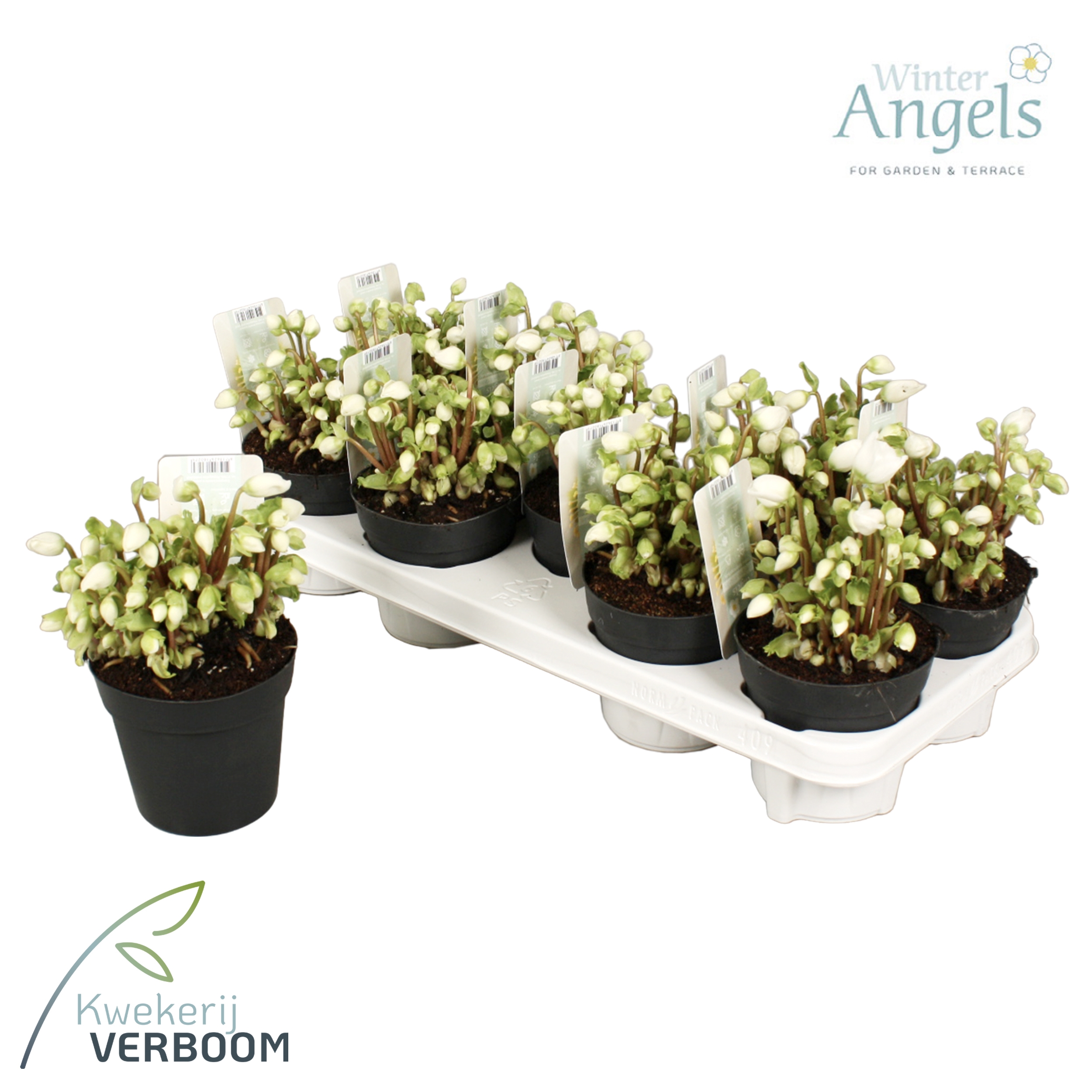 Helleborus Verboom Beauty P Bloem Vb Xl Floraxchange