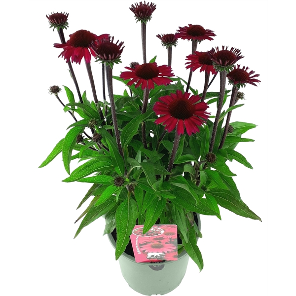 Echinacea Sunseekers Scarlet ECH19SCAVWT FloraXchange