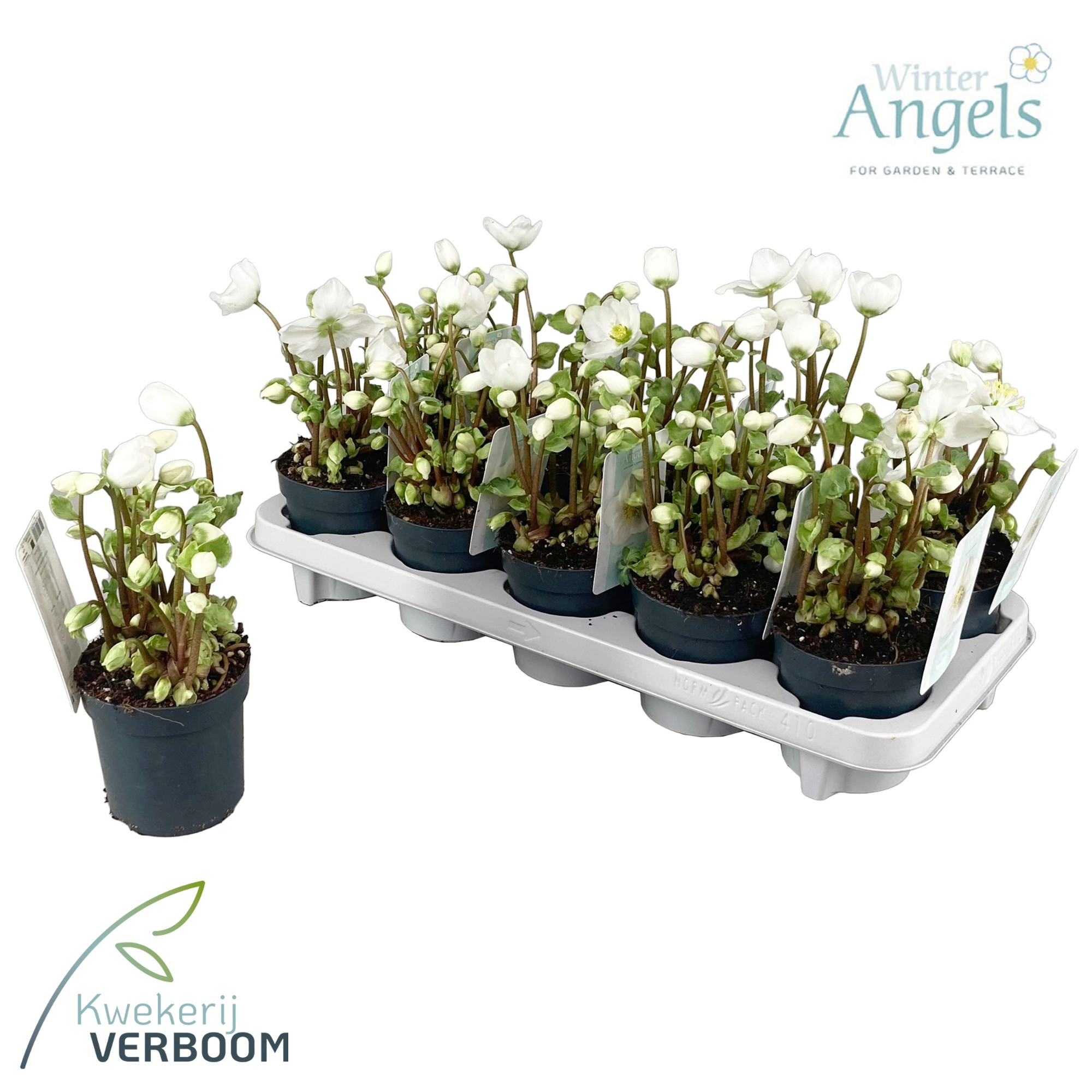 Helleborus Verboom Beauty Bloem Vb L Floraxchange