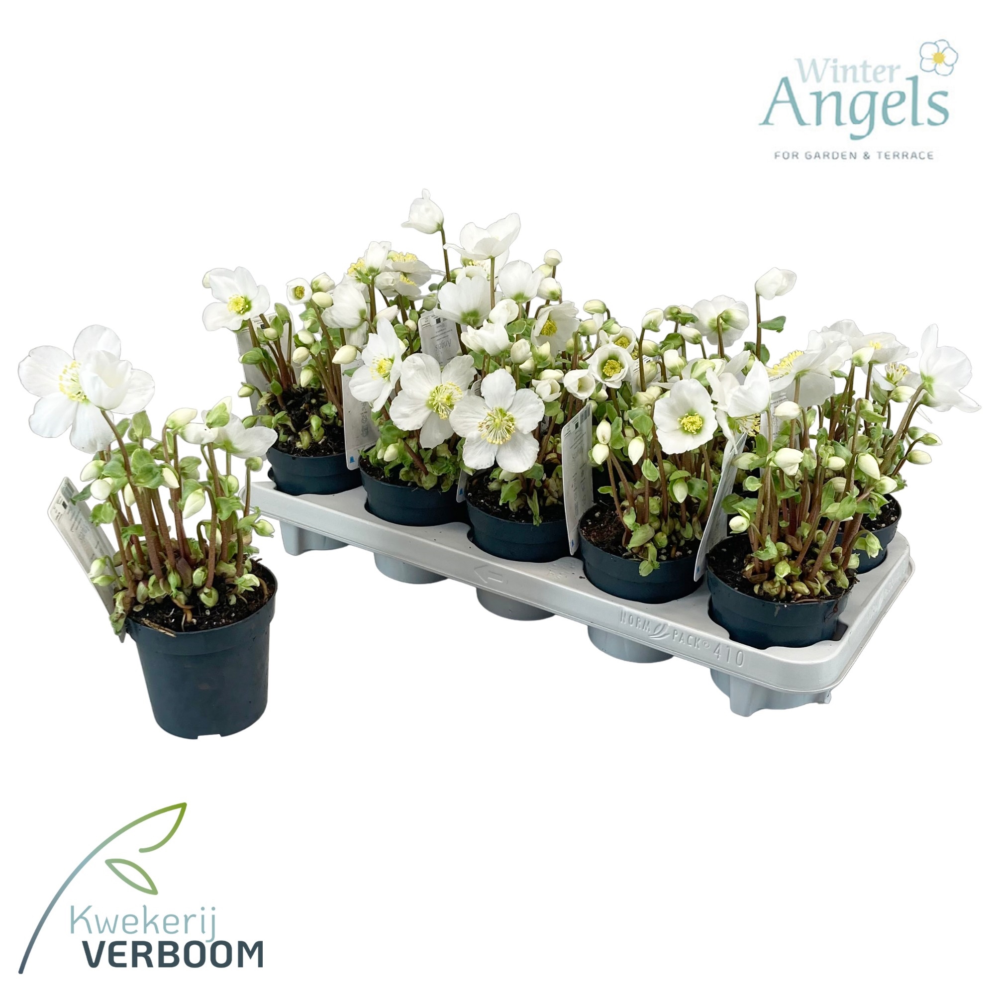 Helleborus Verboom Beauty 8 Bloem VB10L FloraXchange