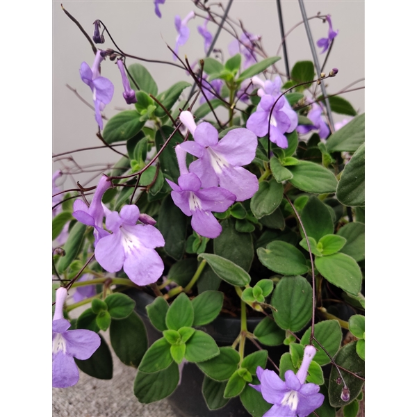 Streptocarpus Saxorum Stsaxhp Floraxchange