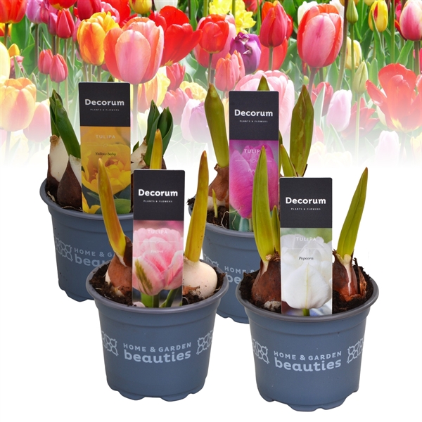 Tulp Gemengd Dtu Mxhl Floraxchange