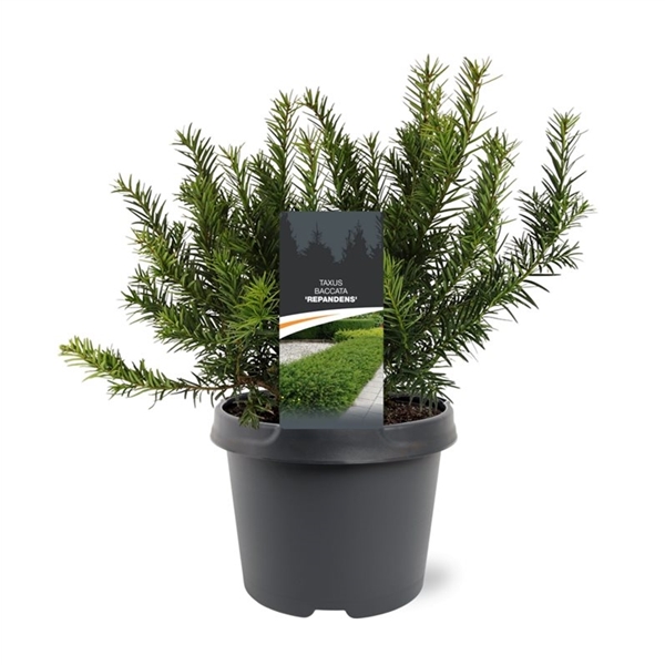 Taxus Baccata Repandens C Floraxchange