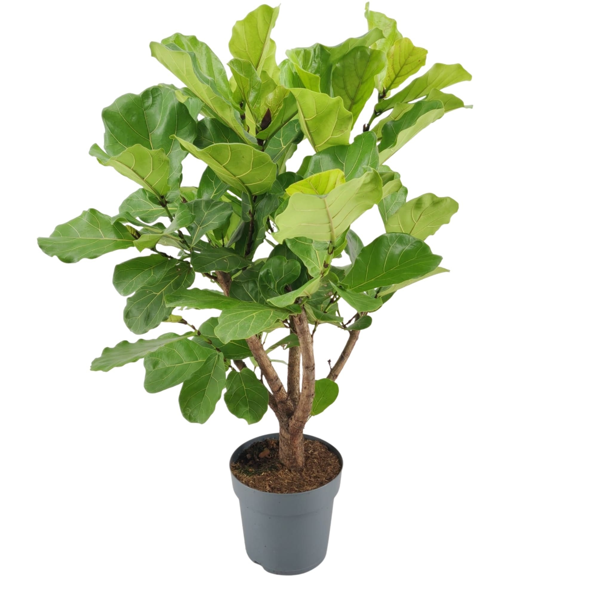 Ficus Lyrata Vertakt Lyrata P Floraxchange