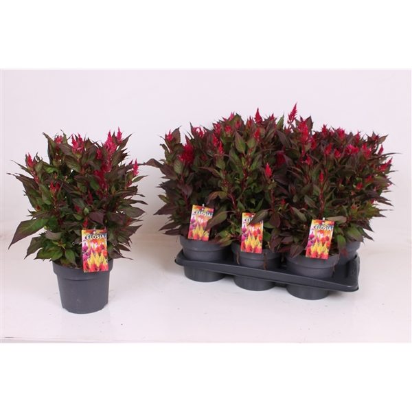 Celosia Kelos Fire Scarlet P17 CelosiaScar17 FloraXchange