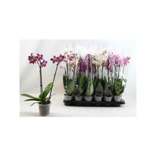 PHAL MF GEM 3 KL 2 BRANCHES 16 F59a6fff7b151 FloraXchange