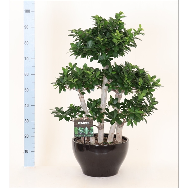 Ficus Micr Forrest Shape Keramiek Rond Zwart Ffskz Floraxchange