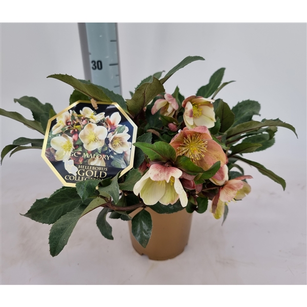 Helleborus HGC Malory P15 Goud MAL15XLGO FloraXchange