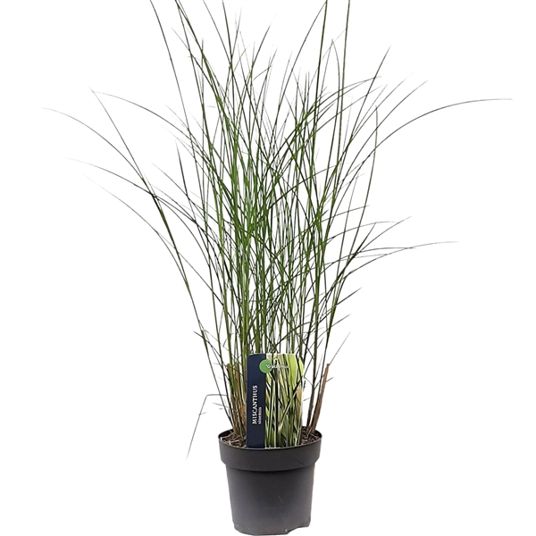 Miscanthus Sinensis Gracillimus Migc Floraxchange