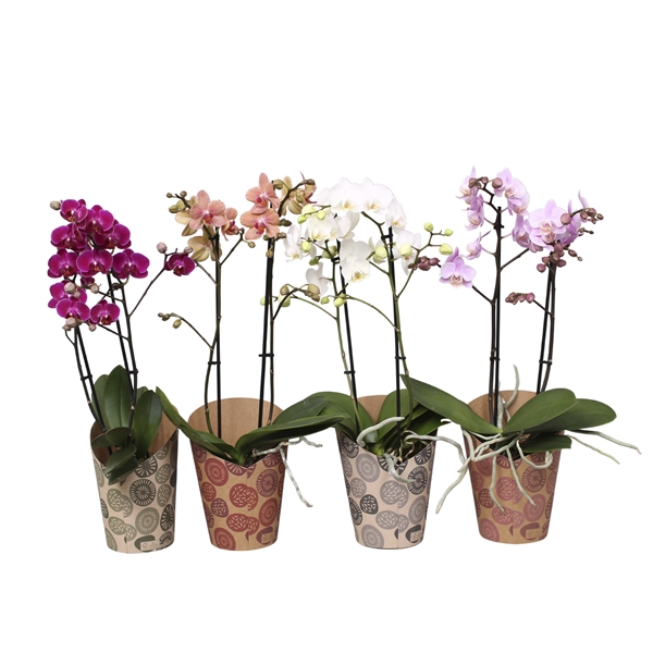 Phal Multiflora 2 Tak Mix In Potcover FP015 09419 FloraXchange