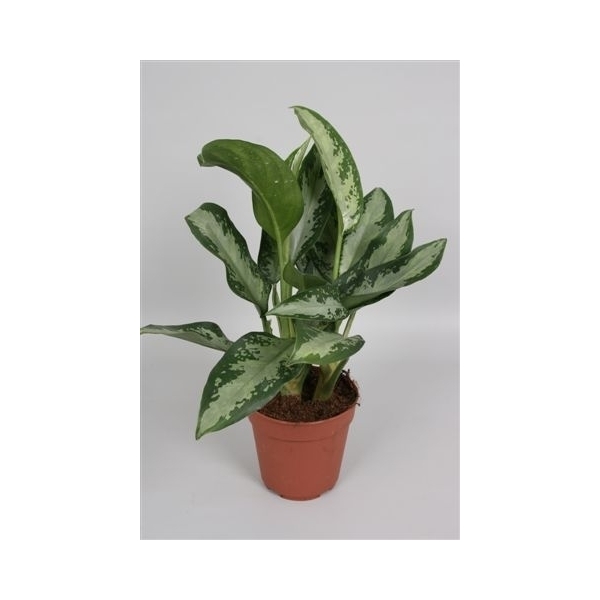 Aglaonema Jubilee Compacta Agljub Floraxchange