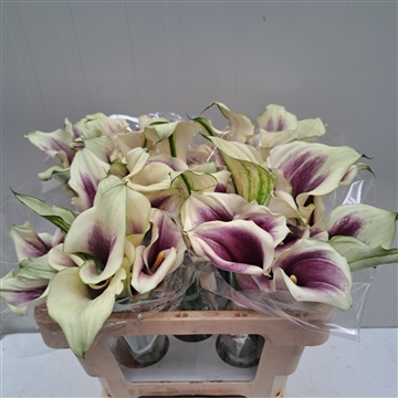 Zantedeschia Picasso 520