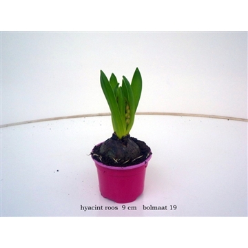 hyacint