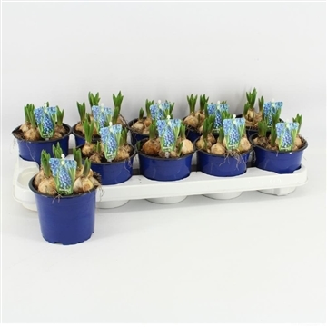 muscari
