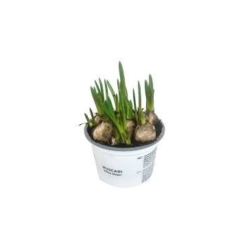 muscari album