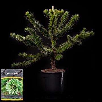 Araucaria araucana C10