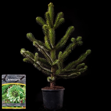 Araucaria araucana C15