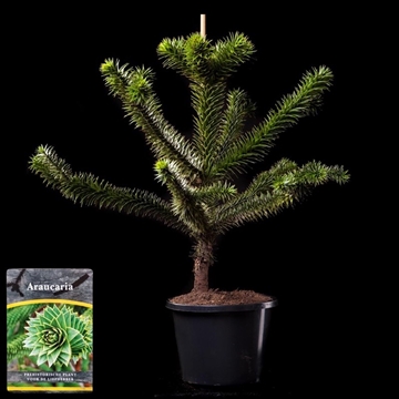 Araucaria araucana