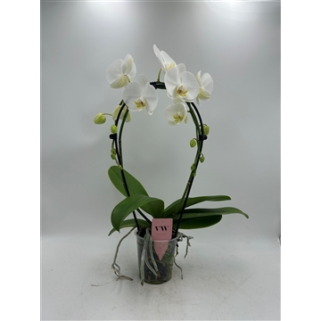 Phalaenopsis Spiegel Glasgow