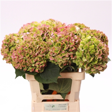 Hydrangea Verena Classic (24490.6) - FloraXchange