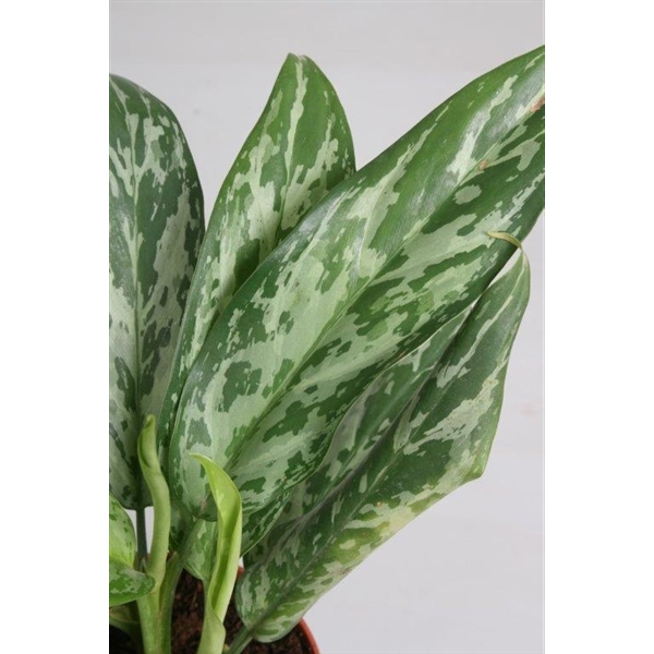 Aglaonema 'Green Lady' (Aglgre012) - FloraXchange