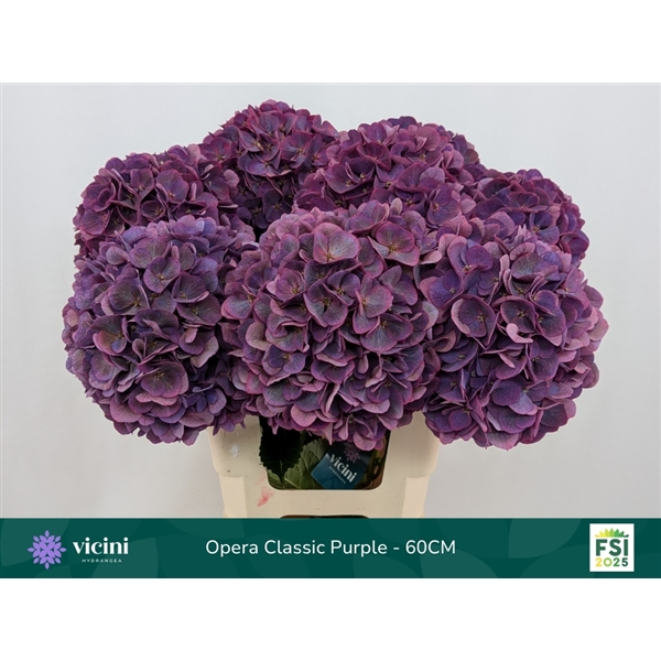 Hydrangea Royal Opera Classic 60cm Ø15-18cm