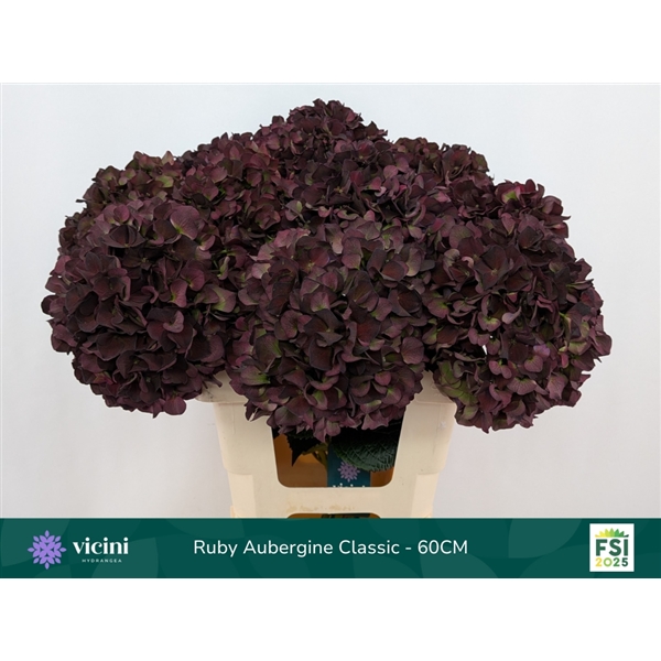 Hydrangea Rubyred Classic Purple 60cm Ø15-18cm