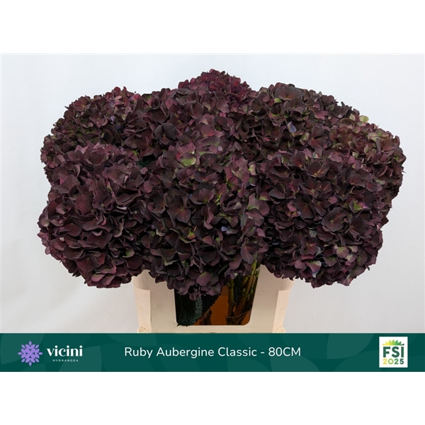 Hydrangea Rubyred Classic Purple 80cm Ø17-21cm