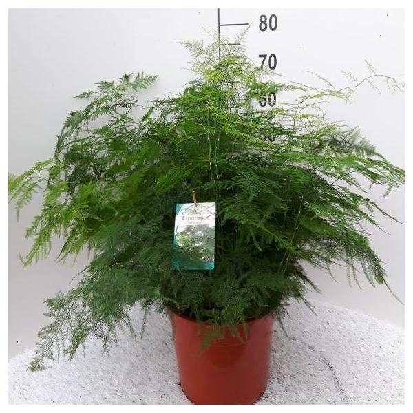 Asparagus setaceus (A278054B) - FloraXchange
