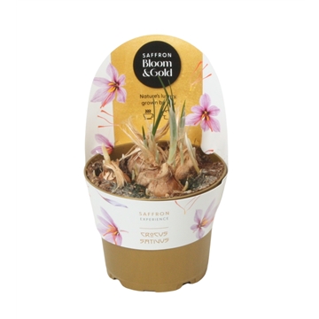 Saffron Bloom &amp; Gold (Crocus Sativus)