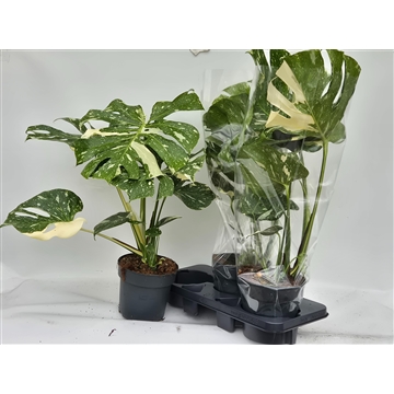 Monstera Thai constellation