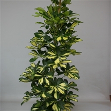 Schefflera arboricola &#39;Dalton - Gold Capella&#39;