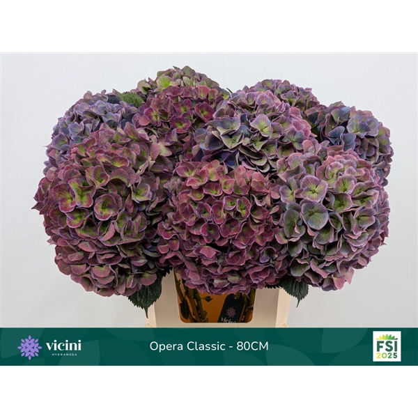 Hydrangea Royal Opera Classic 80cm Ø18-22cm