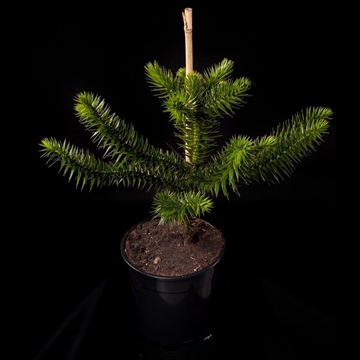 Araucaria araucana c5