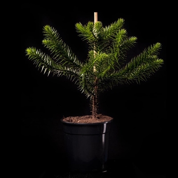 Araucaria araucana c7