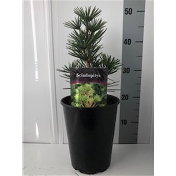 Sciadopitys ver. beauty green